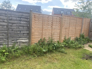 Brambles and weeds