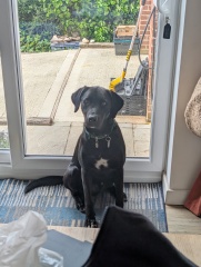 What breed mix would you put this chap as?