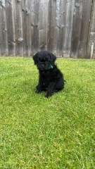 Which breed puppy would suit us?