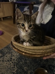This is a picture of my cat. Where is a picture of your cat?