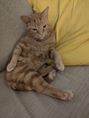 This is a picture of my cat. Where is a picture of your cat?