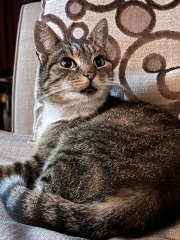 This is a picture of my cat. Where is a picture of your cat?