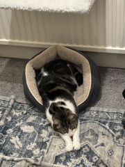 This is a picture of my cat. Where is a picture of your cat?