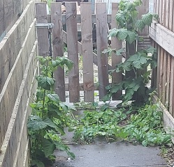 What have you done in the garden today? Part 9