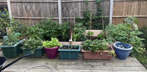What have you done in the garden today? Part 9