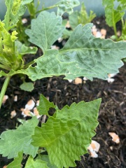 Someone is eating my dahlias
