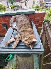 Get A Compass! The Excellent Cats embrace a new rallying cry