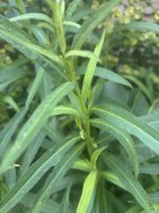 Is this Willowherb?