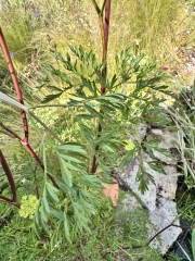 Any help IDing this please