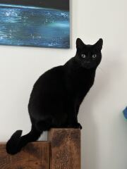 This is a picture of my cat. Where is a picture of your cat?
