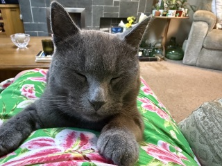 Support thread for people whose cats are AWOL for days on end?