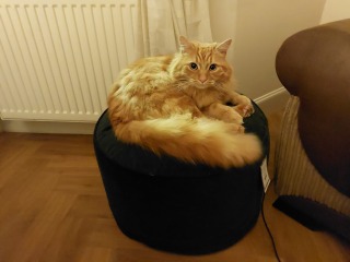 This is a picture of my cat. Where is a picture of your cat?