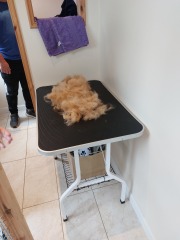This is a picture of my cat. Where is a picture of your cat?