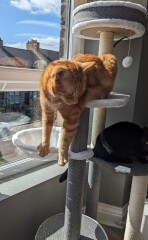 Is this a known cat pose or is mine just a (beautiful) weirdo?