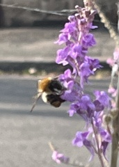 Where are all the bees and butterflies?
