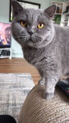 This is a picture of my cat. Where is a picture of your cat?