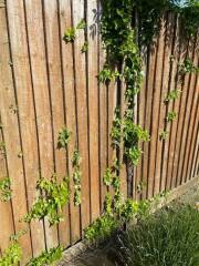 AIBU to object to a neighbour growing ivy on our fence?