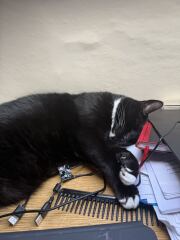 This is a picture of my cat. Where is a picture of your cat?