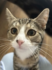 Worries about post op kitten