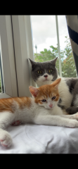 Older cat hissing at new kitten after three weeks at home