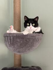 This is a picture of my cat. Where is a picture of your cat?