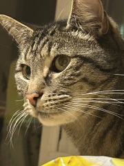 This is a picture of my cat. Where is a picture of your cat?