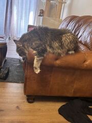 My cat is melting and running down the arm of the sofa.