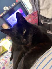 This is a picture of my cat. Where is a picture of your cat?
