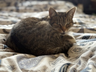 This is a picture of my cat. Where is a picture of your cat?