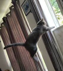 This is a picture of my cat. Where is a picture of your cat?