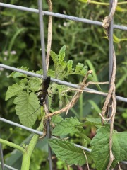 What have you done in the garden today? Part 9
