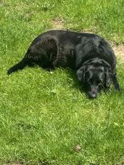 Dogs being walked when it’s too hot - do you say anything?