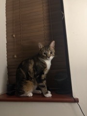 Cats going outside