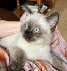 This is a picture of my cat. Where is a picture of your cat?