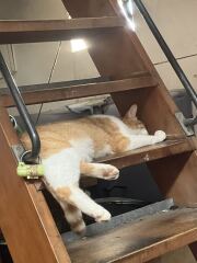 Molten cats