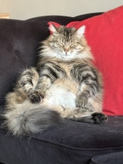 This is a picture of my cat. Where is a picture of your cat?