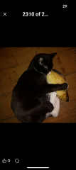 Get A Compass! The Excellent Cats embrace a new rallying cry