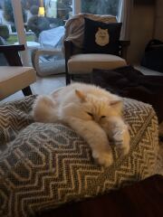 Is this a known cat pose or is mine just a (beautiful) weirdo?