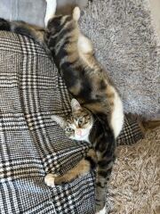 This is a picture of my cat. Where is a picture of your cat?