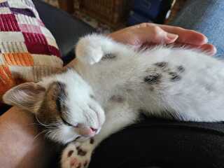 Kitten names needed, warning Kitty Porn!