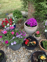 Why do people want to rip every plant out of their gardens?!