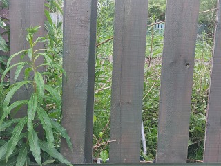 What have you done in the garden today? Part 9