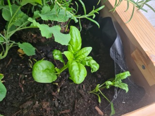 What am I growing?! Pics included!