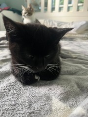 A week of kitten drama