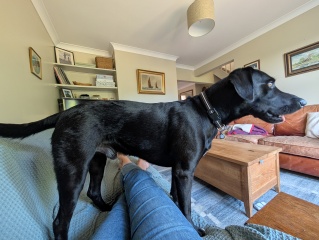 What breed mix would you put this chap as?