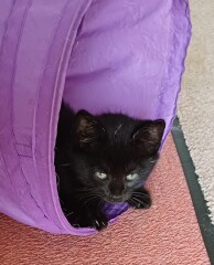 Adopting two kittens next week & I'm Panicking!