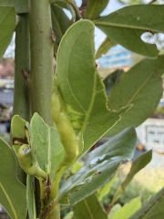 New bay leaf leaves distorted and how to reduce cutter ant or bee damage?
