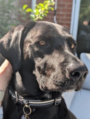 What breed mix would you put this chap as?