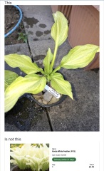 Incorrect hostas delivered and poor customer service from gardening company