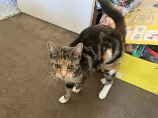 This is a picture of my cat. Where is a picture of your cat?